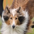 Exploring Pet-Friendly Events and Expos in Chicago, IL