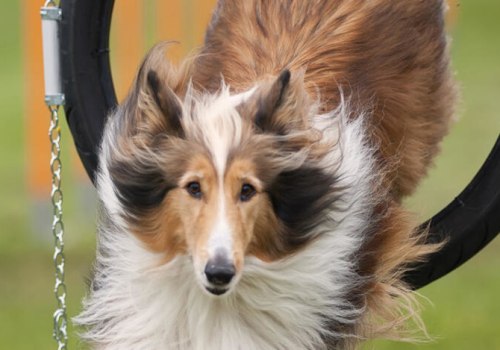 Exploring Pet-Friendly Events and Expos in Chicago, IL
